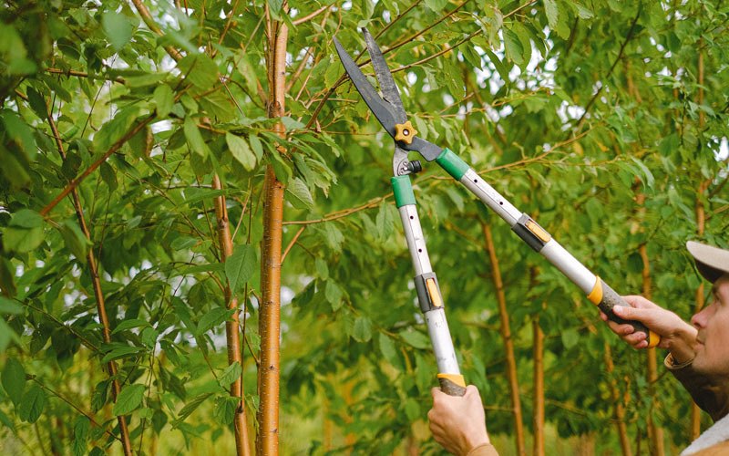 Tree trimming in Bowmansville, NY